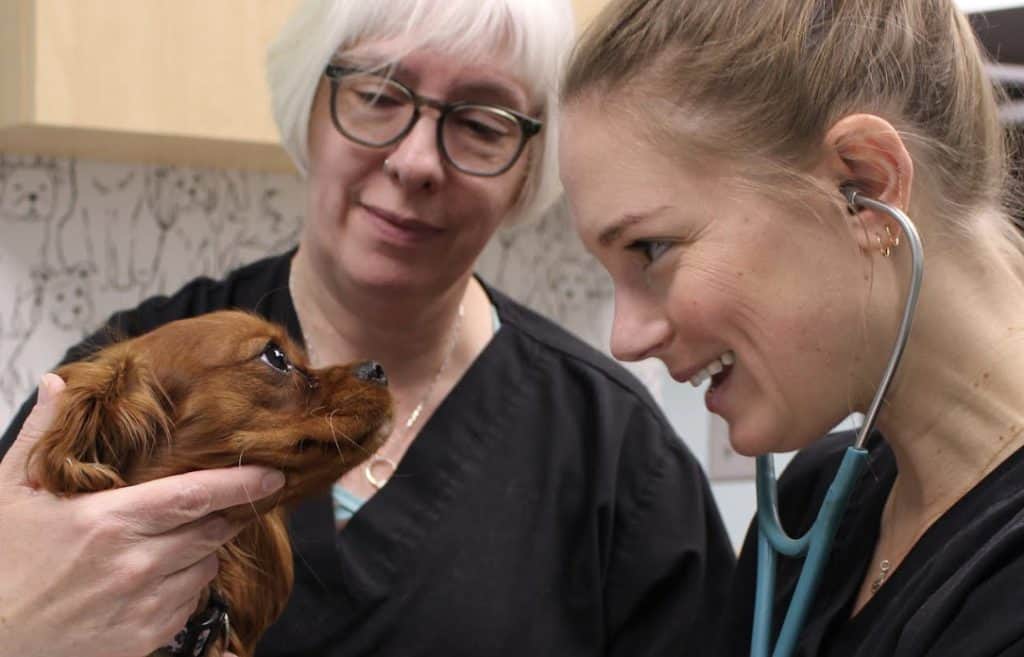 *** use only with articles about Shannon Tanner, LVT and Kristen Scheller, DVM, Mill Creek Veterinary Clinic, Charlottesville, Va.
